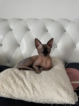 Kocúrik na krytie - 2