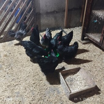 Predám násadové vajíčka australorpka - 2