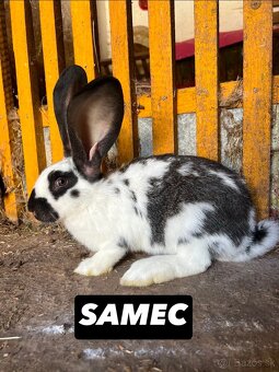 PREDÁM 4 mesačne kraliky - 2