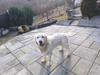 Zlatý retriever na predaj. - 2