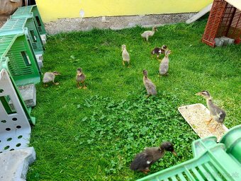 Indické bežce - 2