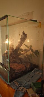 Predám terarium 50x50x40 aj s gekončikom nočným (samec) - 2