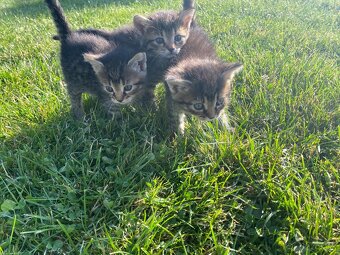 Darujem 3 rozkošné mačiatka – len do dobrých rúk 🐾 - 2