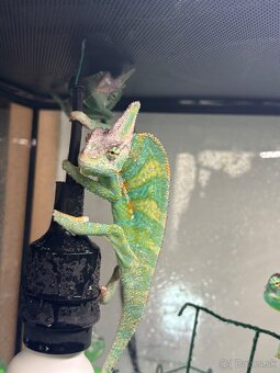 chameleony jemenské - 2