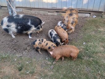Kune Kune - 2