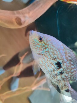 ‼️TOP RYBY ‼️ - 2