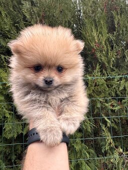 Špic pomeranian psík kremový - 2
