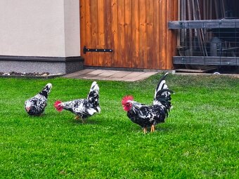 Liliputky kohútikovia - 2