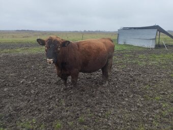 Plemenny byk angus - 2