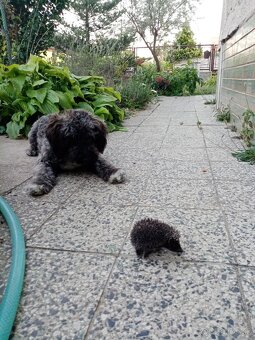 Kríženec pudla - 2