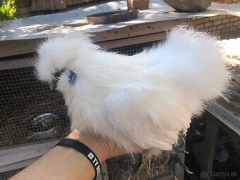 Hodvábnička zdrobnělá - 2