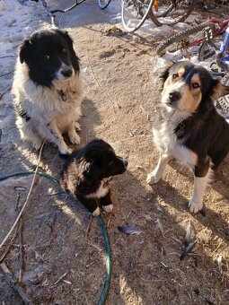 Border kólia šteniatko - 2