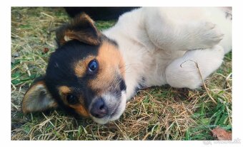 Predám šteniatko - 2