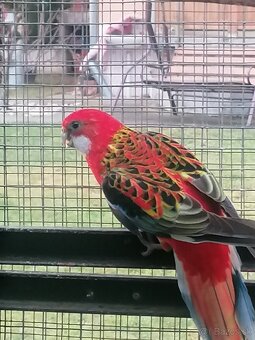 Rozela pestrá červená - 2