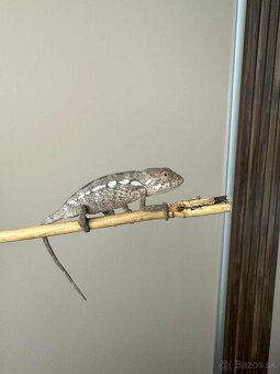 Chameleon Pardalis - samica Nosy Be - 2