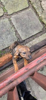 Darujem šteniatka - 2