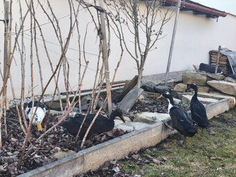 Kačacie vajíčka - Indický bežec - 2