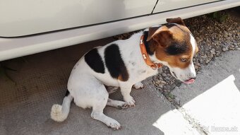 Darujem Jack Russel - 2