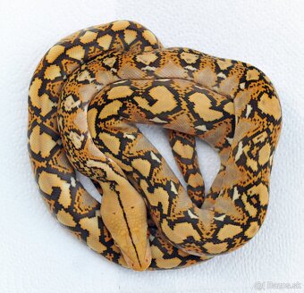 Malayopython reticulatus - 2