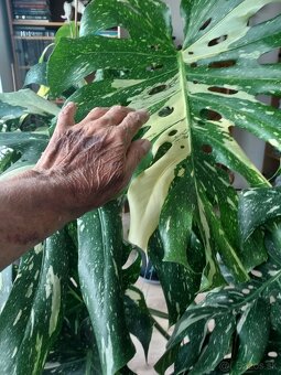 Monstera predaj - 2