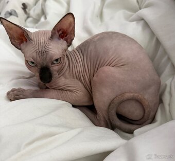 Sphynx - 2