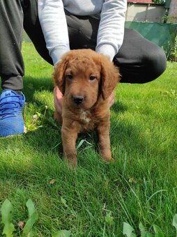 Mini goldendoodle - 2