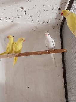 Alexander maly-Lutino+Albino - 2