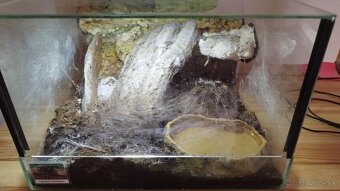 🕷️Predam vtackara Lasiodora parahybana s terariom - 2