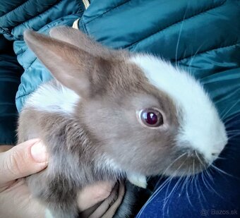 Zakrslý králik - 2