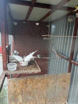 Diamantové holubky - 2