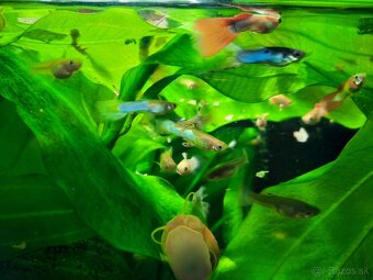 Predám gupky, prísavníky, slimáky - 2