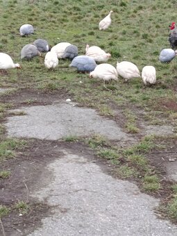 Predám perličky a morky - 2