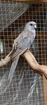 Rozela penant skorica - 2