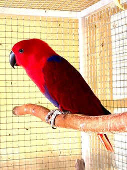 Predam 0.1 Eklektus, papagáj - 2