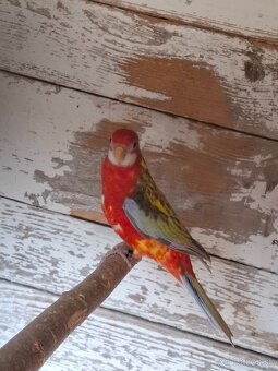 Rozela pestrá červená - 2