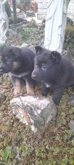 Nemecký ovčiak šteňatá - 2