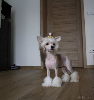 Čínský chocholatý pes s PP - 2