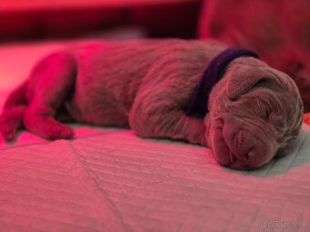 Šteniatka weimarského stavača s PP - 2