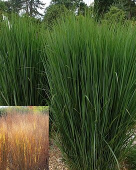 Okrasná tráva -Proso prútnaté - 2
