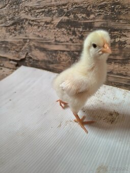 Kuriatka dominant - 2