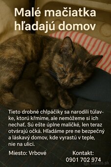 Darujem mačiatka - 2
