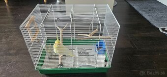 Korela - 2