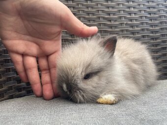 Zakrsly Teddy králik s VP samička - 2