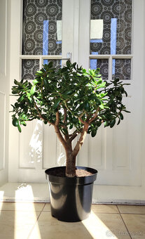 Crassula ovata - 2