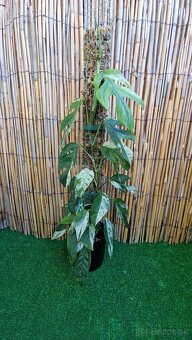 Epipremnum pinnatum marble - 2