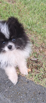 Rozkošné šteniatko pomeraniana hľadá nový domov - 2