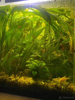 akvarium - 2