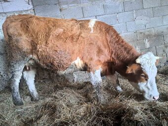 Predam mladu telnu kravu - 2