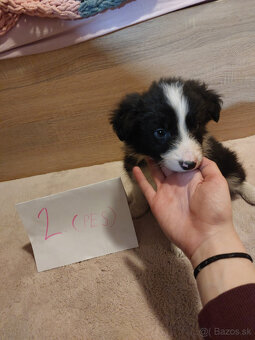 Šteňatá Border kólie - 2
