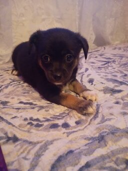 Ratlík /čivava - 2